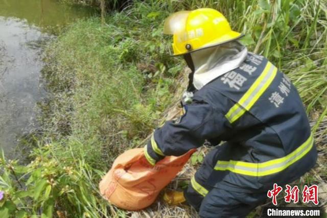 福建漳州：3米蟒蛇溜进鸡舍偷吃鸡 消防成功抓捕放生-3.jpg