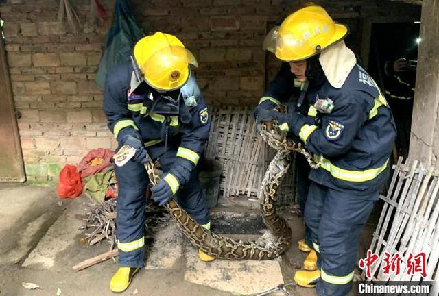 福建漳州：3米蟒蛇溜进鸡舍偷吃鸡 消防成功抓捕放生-1.jpg