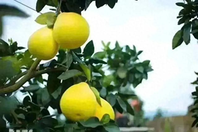漳州交警：中秋将至，“柚”是一年丰收季，要警惕这些危险因素!-22.jpg